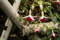 Fuchsia LadyÃ¢â¬â¢s Eardrops flowers in the garden Royalty Free Stock Photo